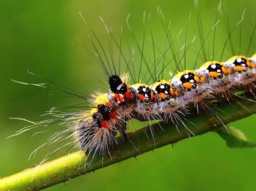 Réf. 243 191 : Acronicta tridens